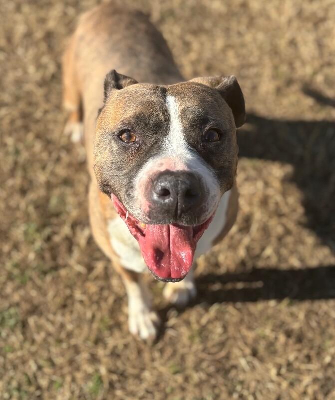 Enlarge Sasha, a Adoptable mixed breed in Disputanta, VA image 6/6