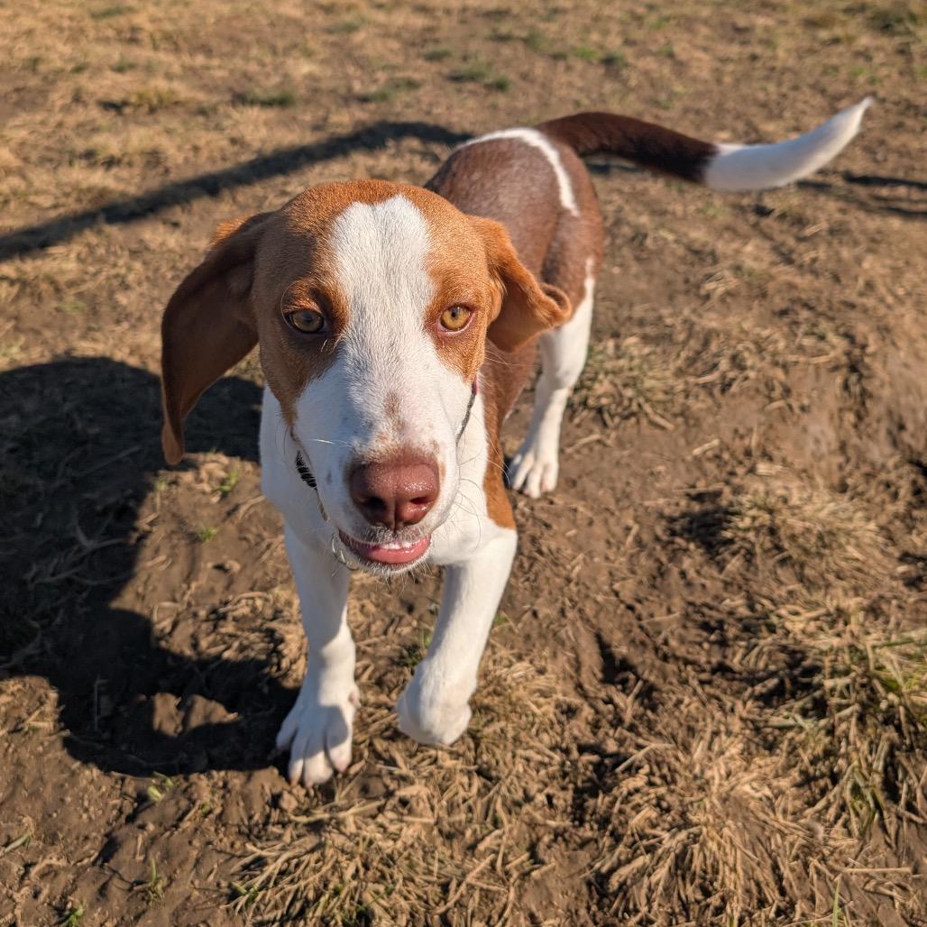 Enlarge Donny, a Adoptable Beagle in Nowata, OK image 1/4