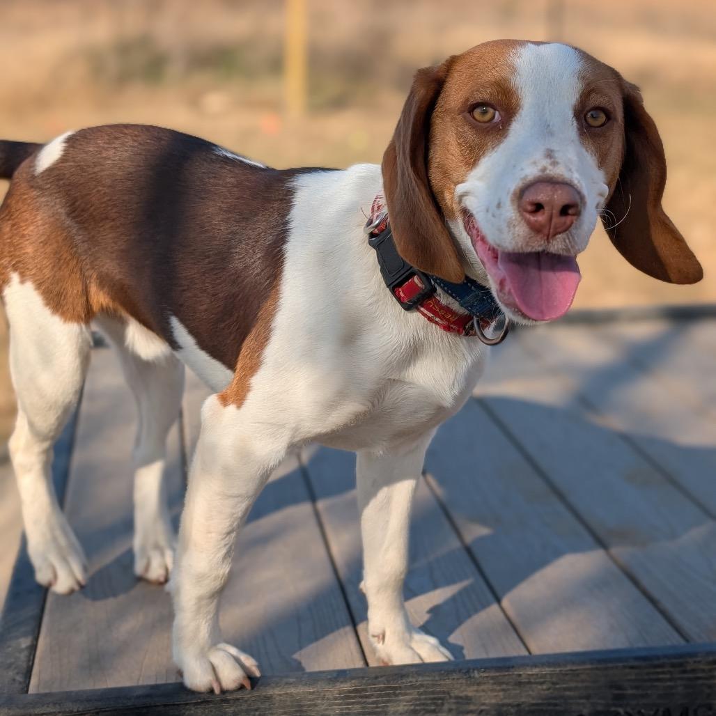 Enlarge Donny, a Adoptable Beagle in Nowata, OK image 2/4
