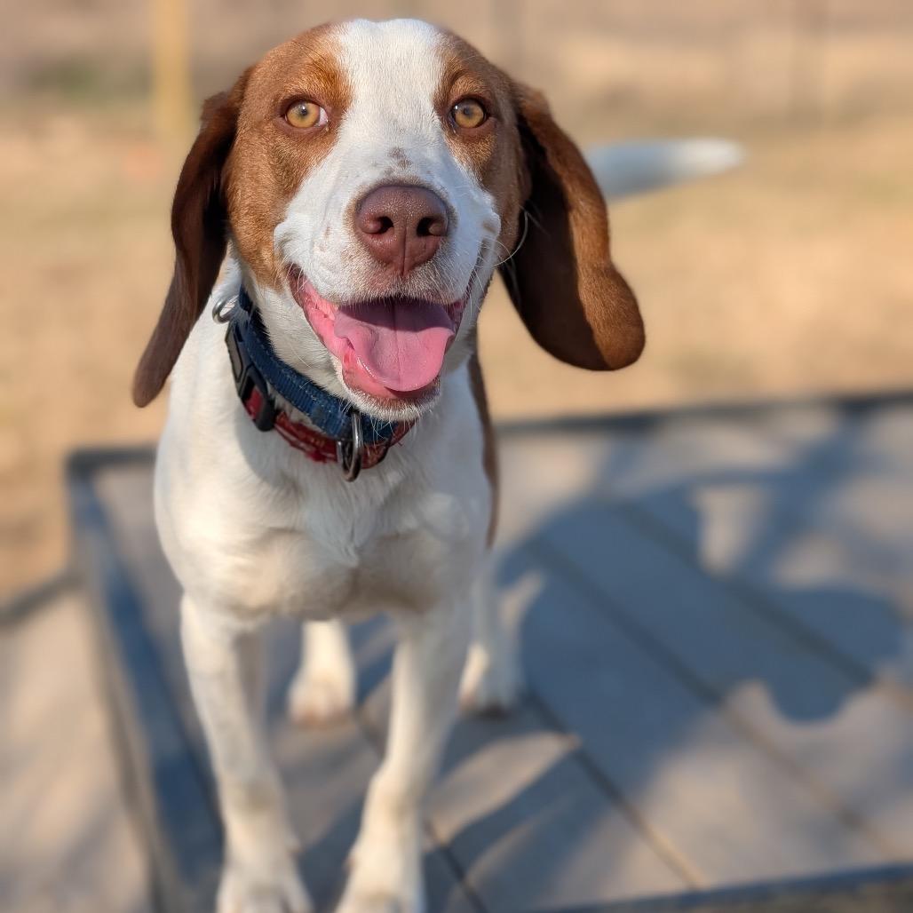 Enlarge Donny, a Adoptable Beagle in Nowata, OK image 3/4
