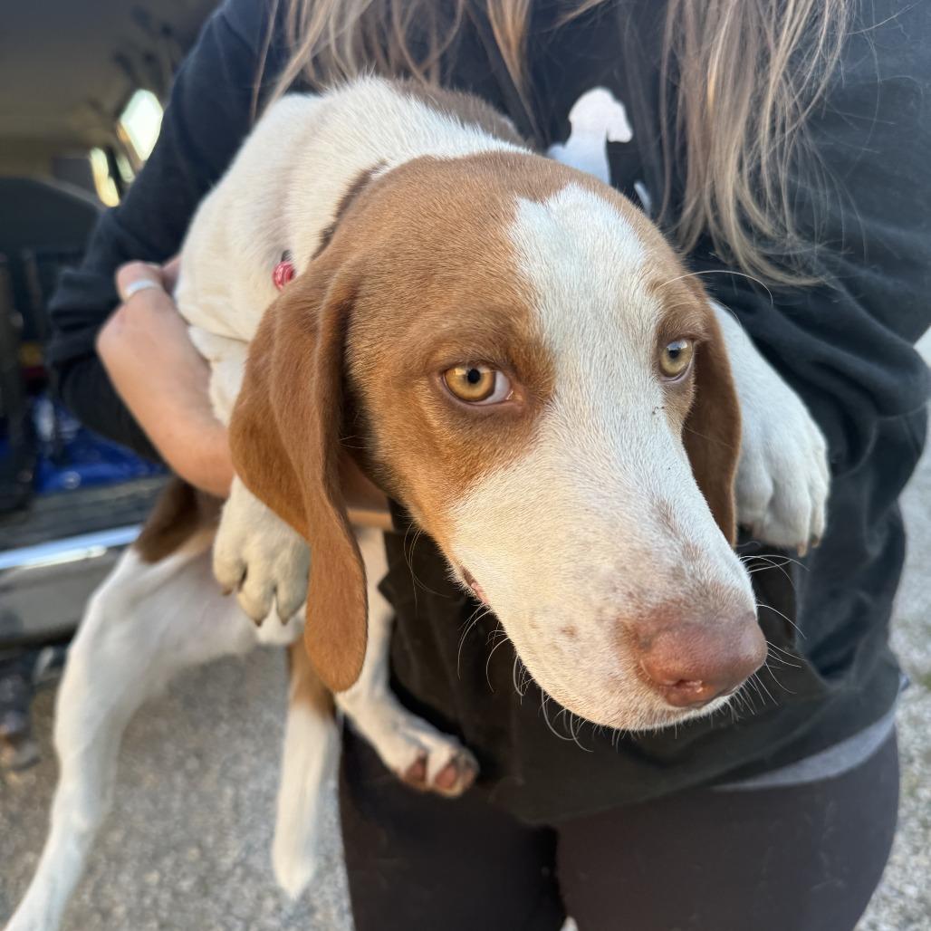 Enlarge Donny, a Adoptable Beagle in Nowata, OK image 4/4
