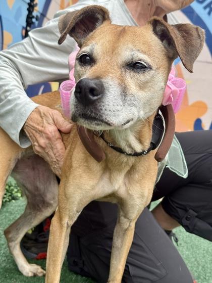 Supernova — thumbnail 2