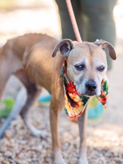 Supernova — thumbnail 3