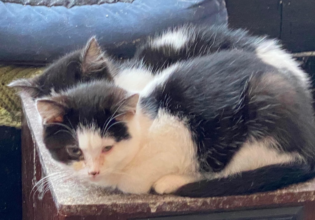 Enlarge Wynter, a Adoptable Domestic Short Hair in Ashton, ON image 3/3