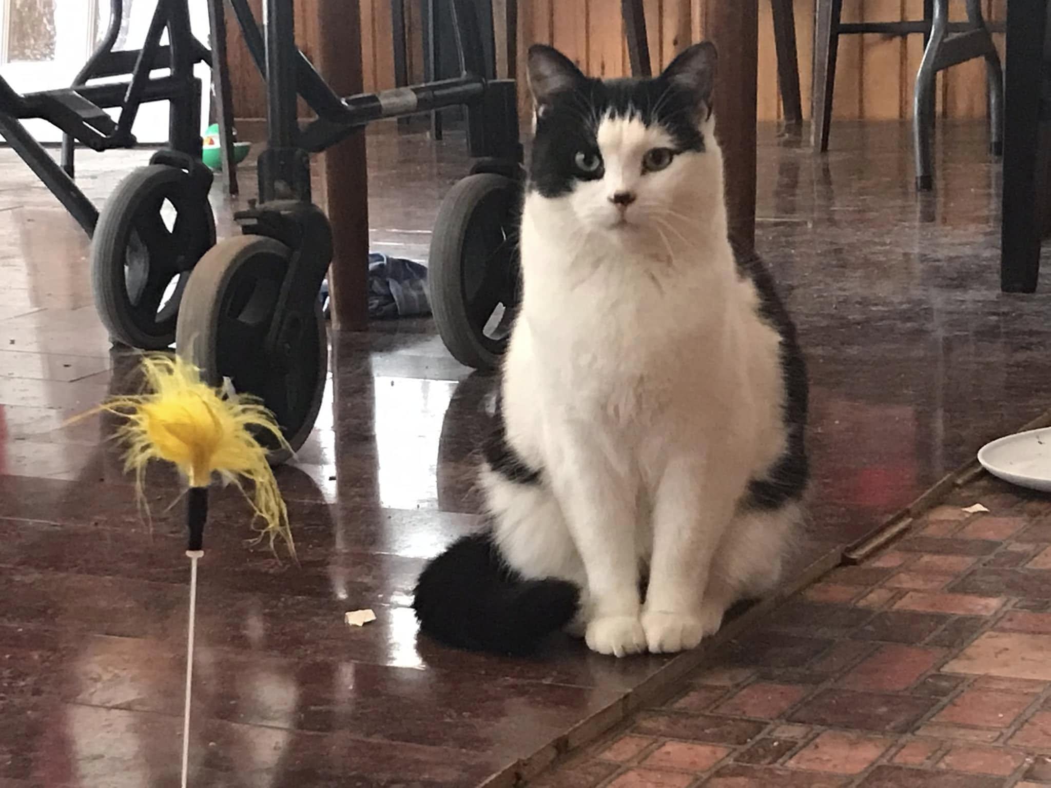 Enlarge Wynter, a Adoptable Domestic Short Hair in Ashton, ON image 1/3