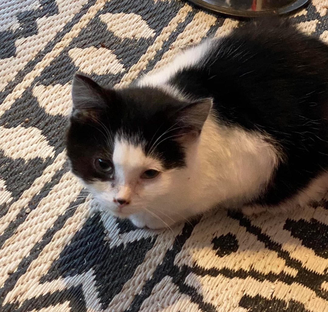 Enlarge Wynter, a Adoptable Domestic Short Hair in Ashton, ON image 2/3