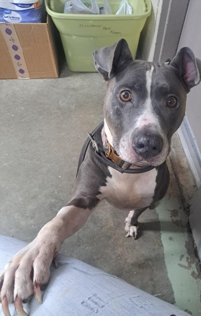 Enlarge Sage, a Adoptable mixed breed in Murray, KY image 1/1