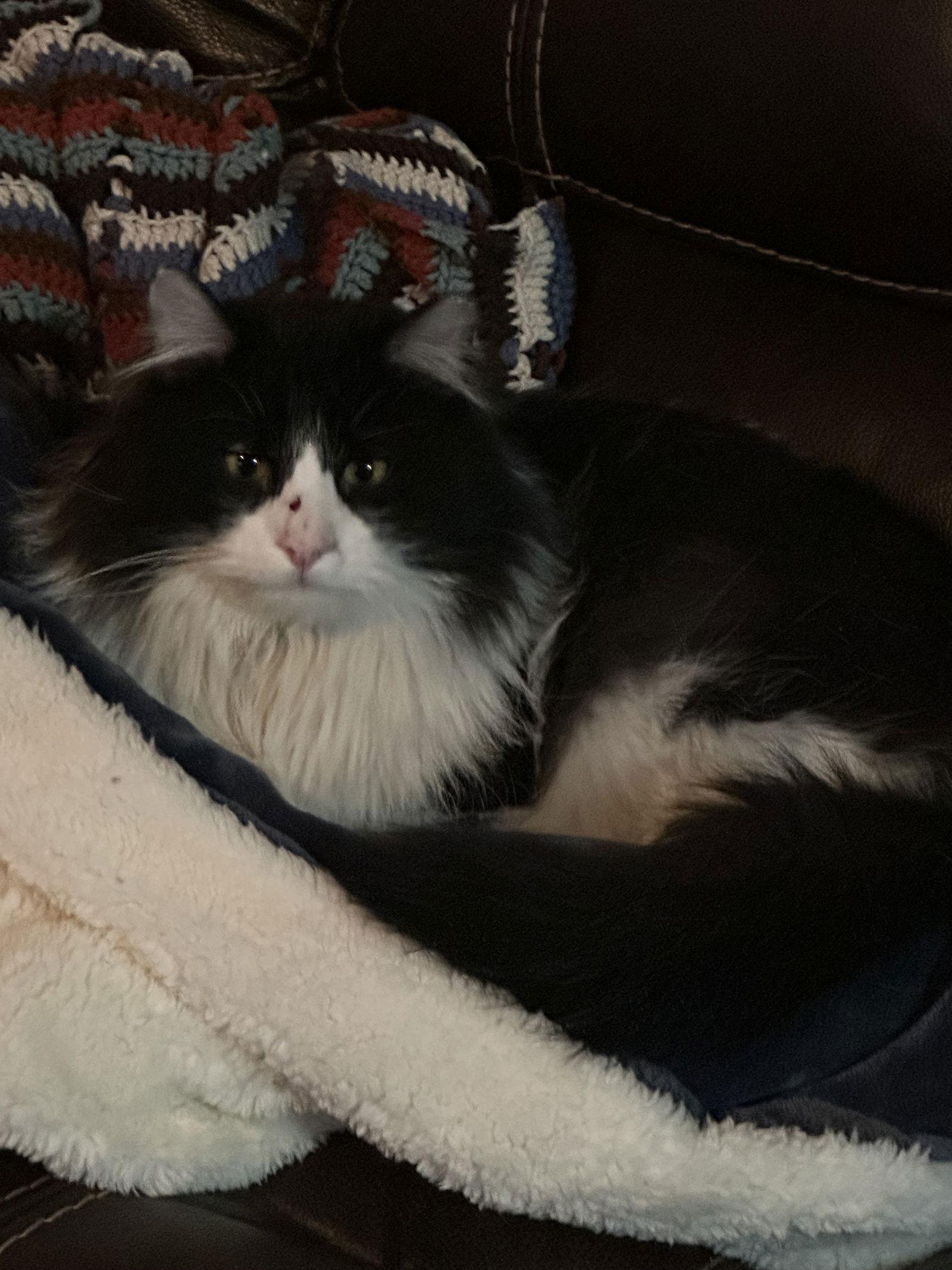 Tux, Adoptable, Adult Male Domestic Long Hair.