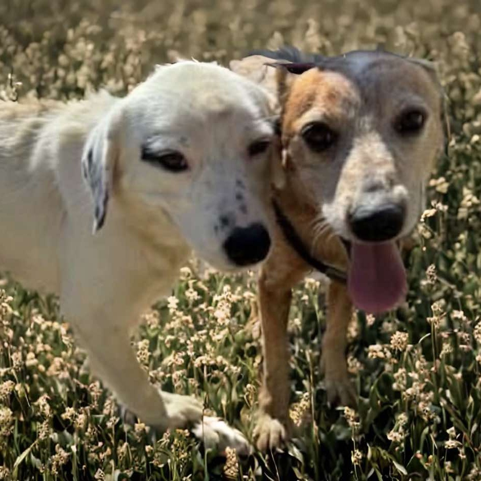 Dog for adoption Brad & Angelina (Bonded Pair), an Australian Cattle