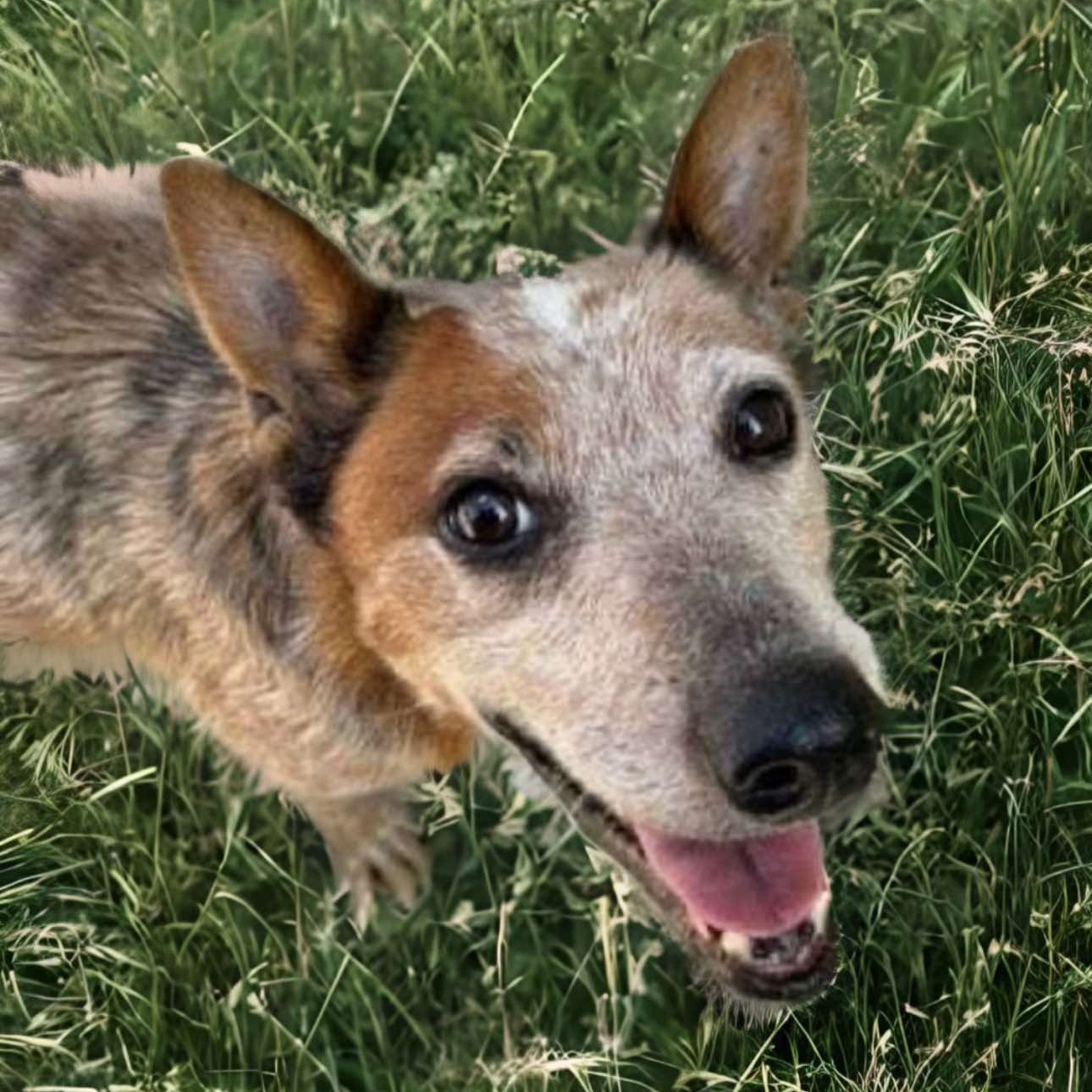 Dog for adoption Brad & Angelina (Bonded Pair), an Australian Cattle