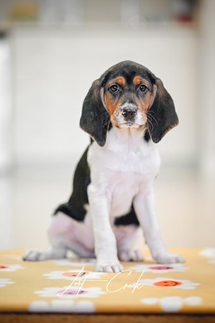 Enlarge Harmony, a Adoptable mixed breed in Kalispell, MT image 1/3