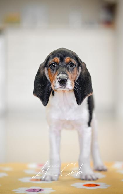 Enlarge Harmony, a Adoptable mixed breed in Kalispell, MT image 2/3