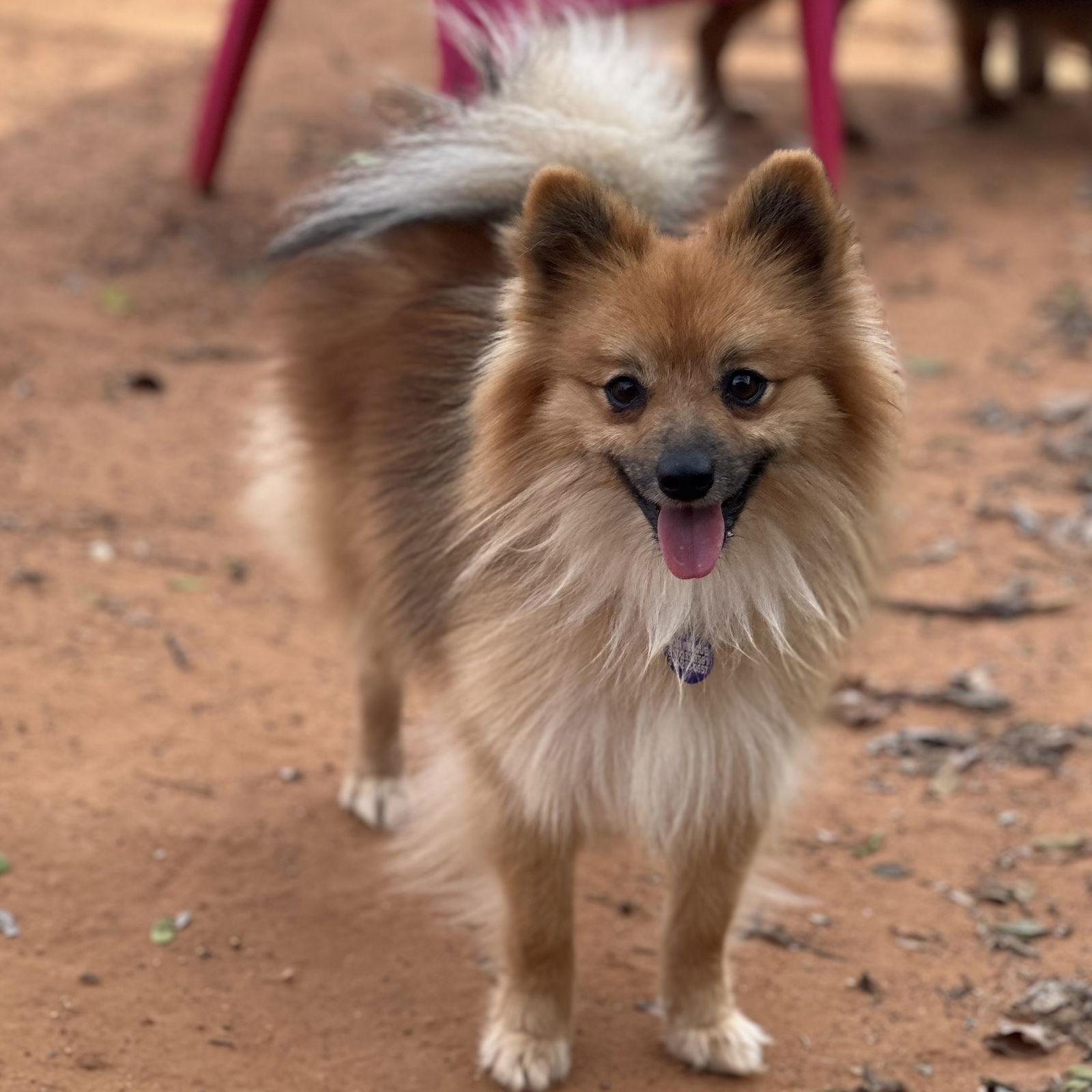 Enlarge Spud, a Adoptable Pomeranian in Garland, TX image 1/3