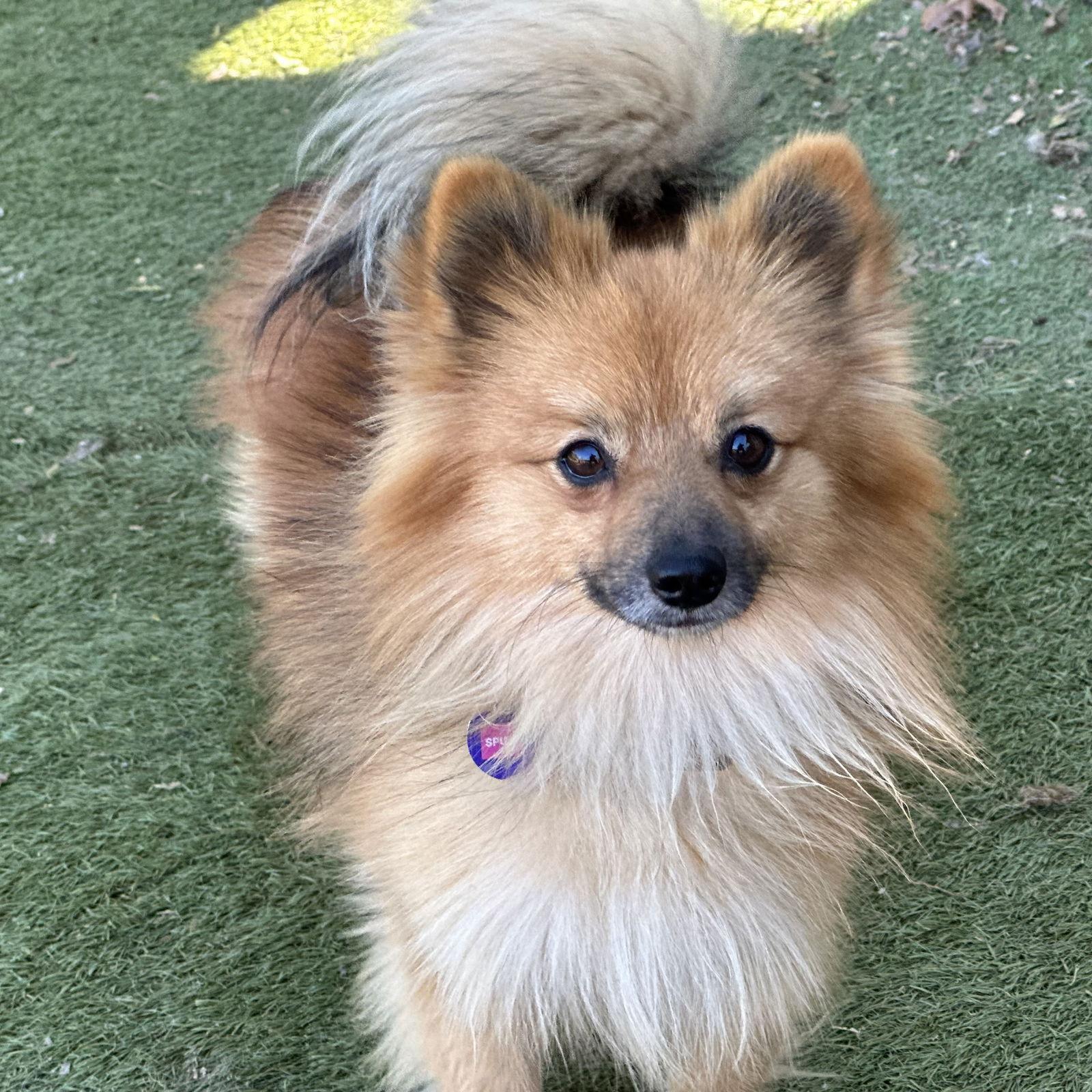 Enlarge Spud, a Adoptable Pomeranian in Garland, TX image 2/3