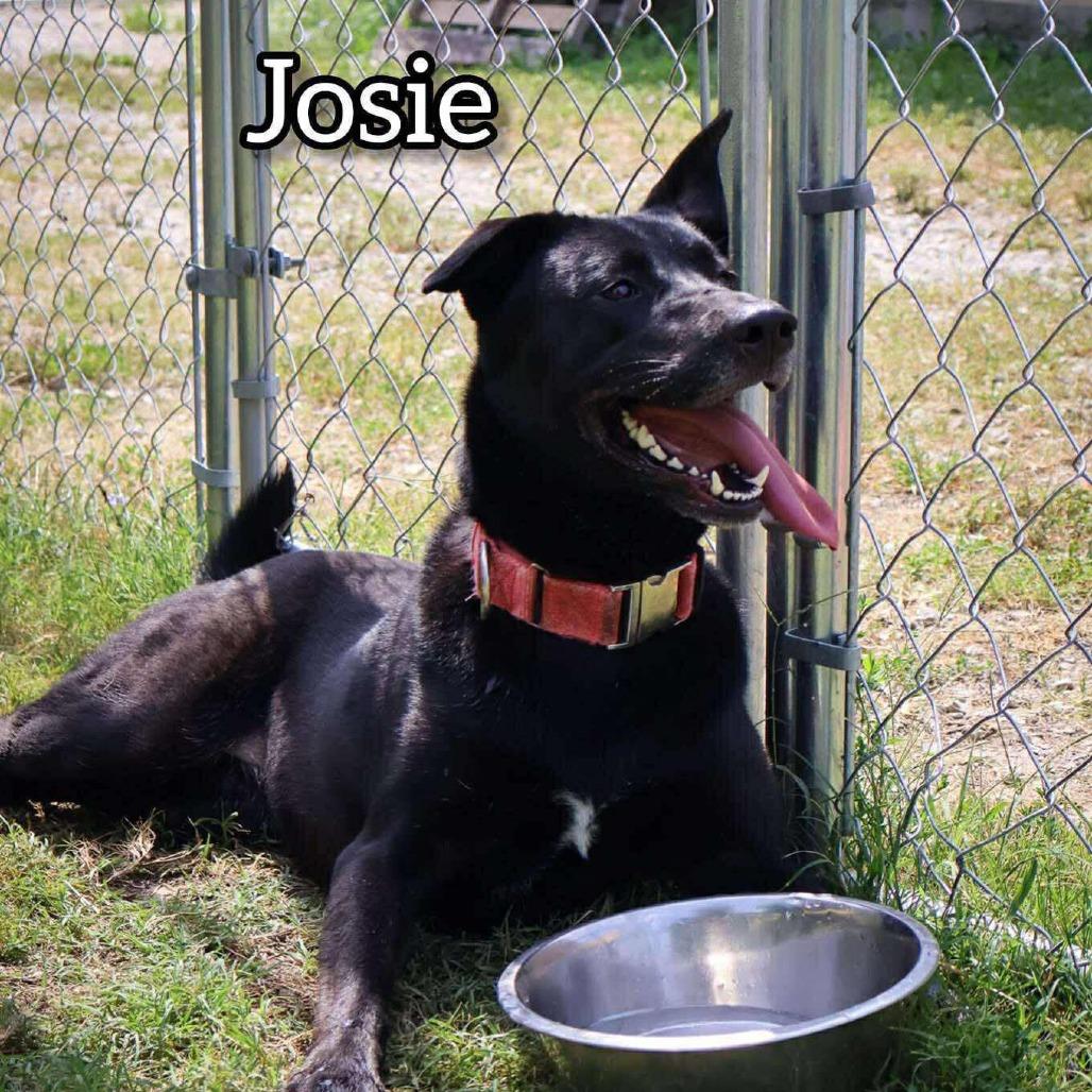 Josie, Adoptable, Adult Female Shepherd.