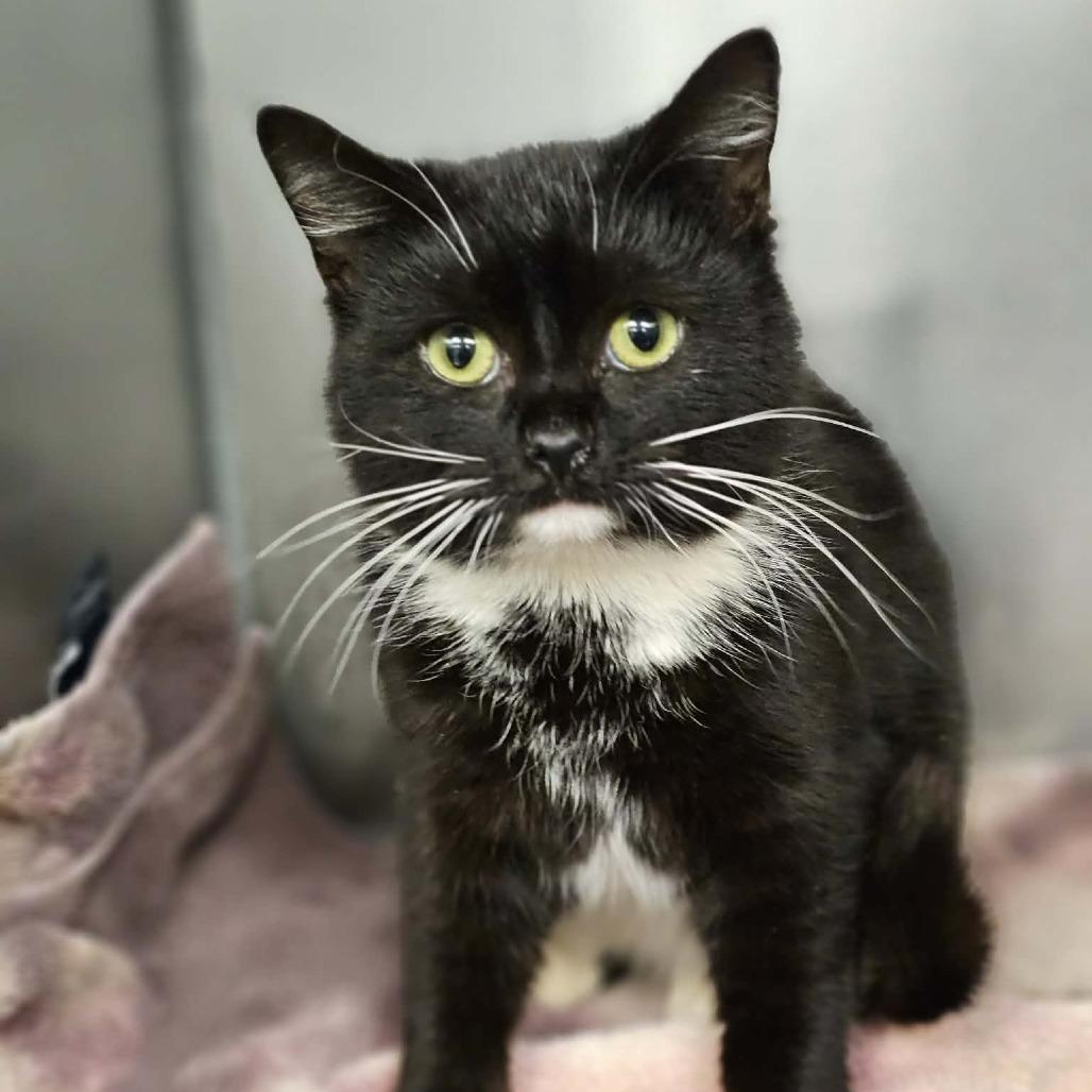 Enlarge Robin, a Adoptable Domestic Short Hair in Martinsville, VA image 1/1