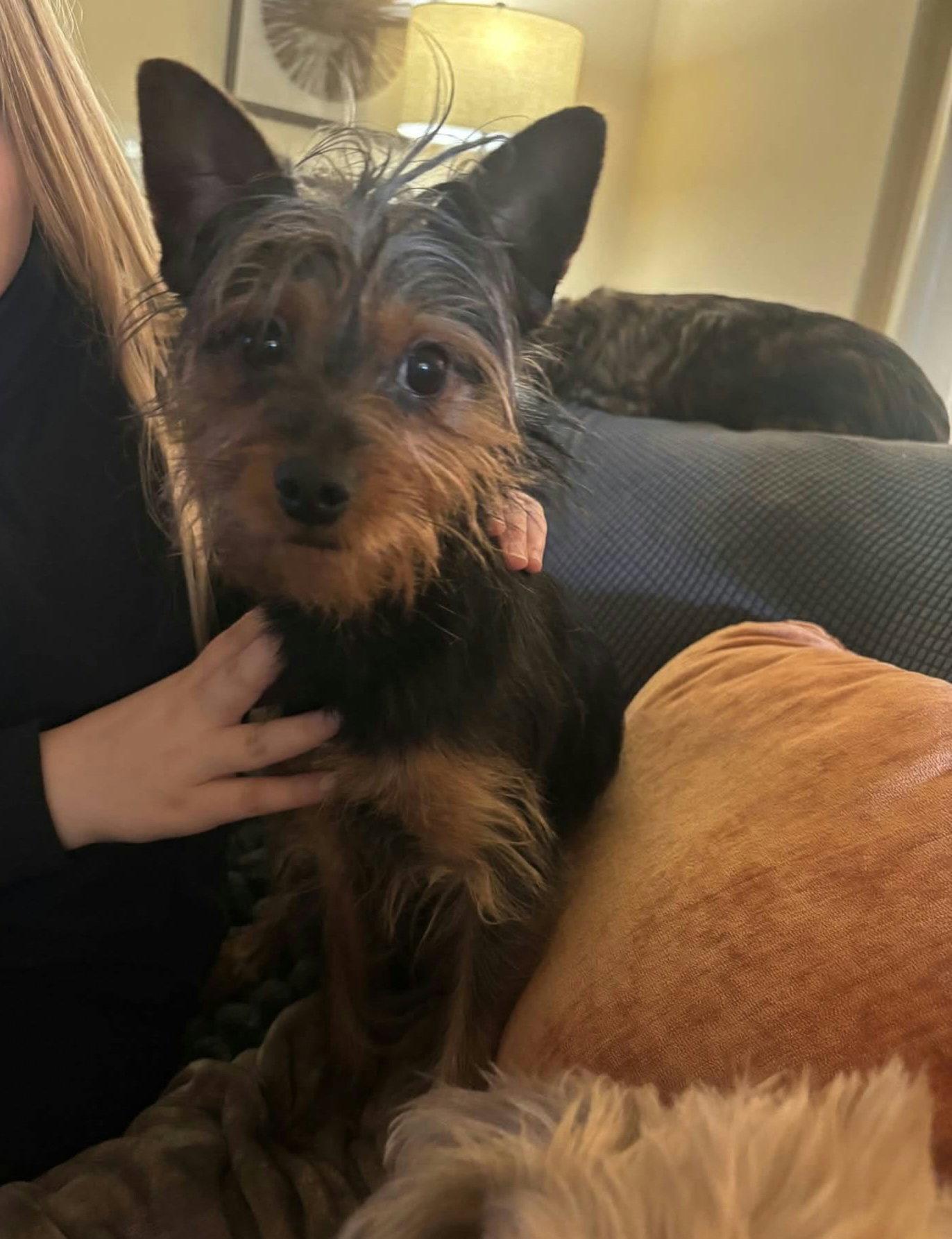 Javy, Adoptable, Adult Male Yorkshire Terrier.