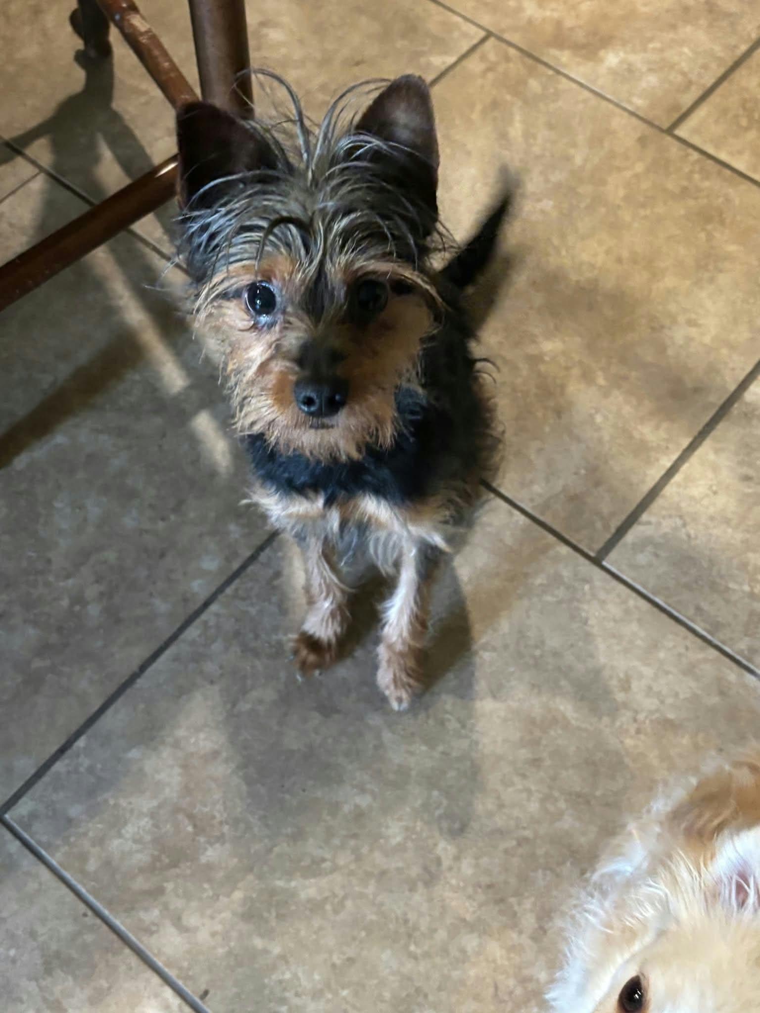 Enlarge Javy, a Adoptable Yorkshire Terrier in Croydon, NH image 2/2