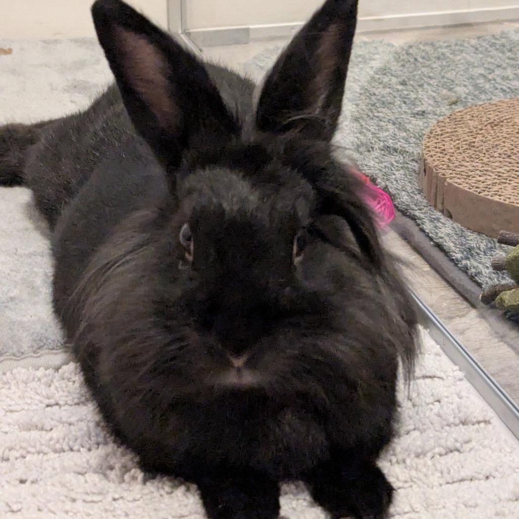 Enlarge Midnight, a Adoptable Lionhead in Miami, FL image 1/6