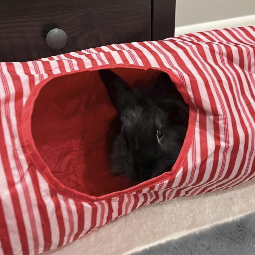 Enlarge Midnight, a Adoptable Lionhead in Miami, FL image 2/6