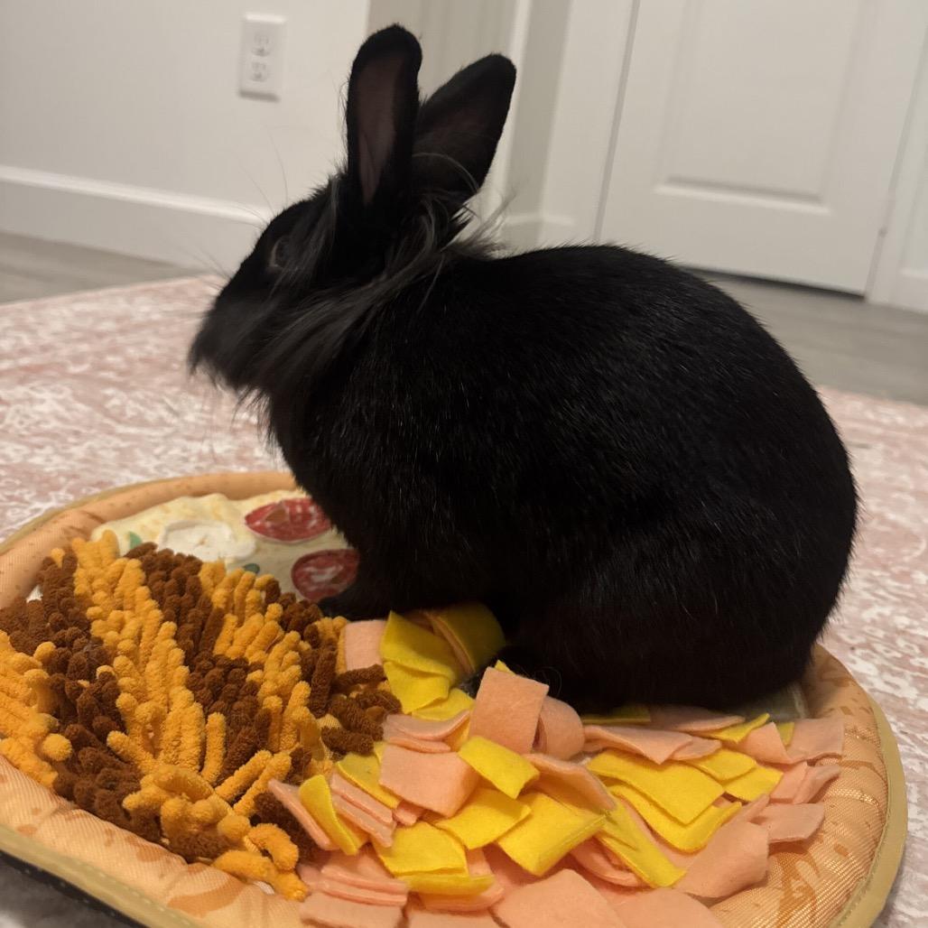 Enlarge Midnight, a Adoptable Lionhead in Miami, FL image 3/6