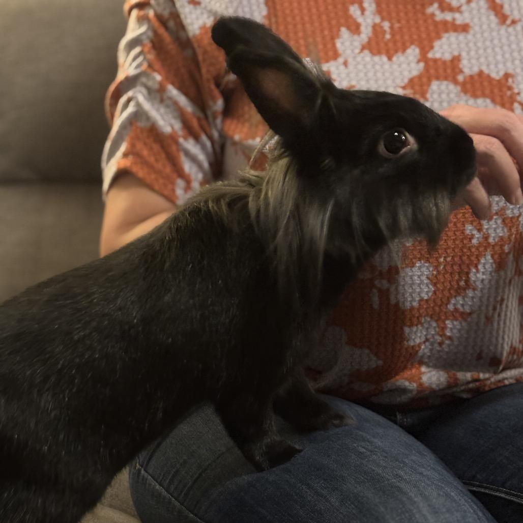 Enlarge Midnight, a Adoptable Lionhead in Miami, FL image 4/6