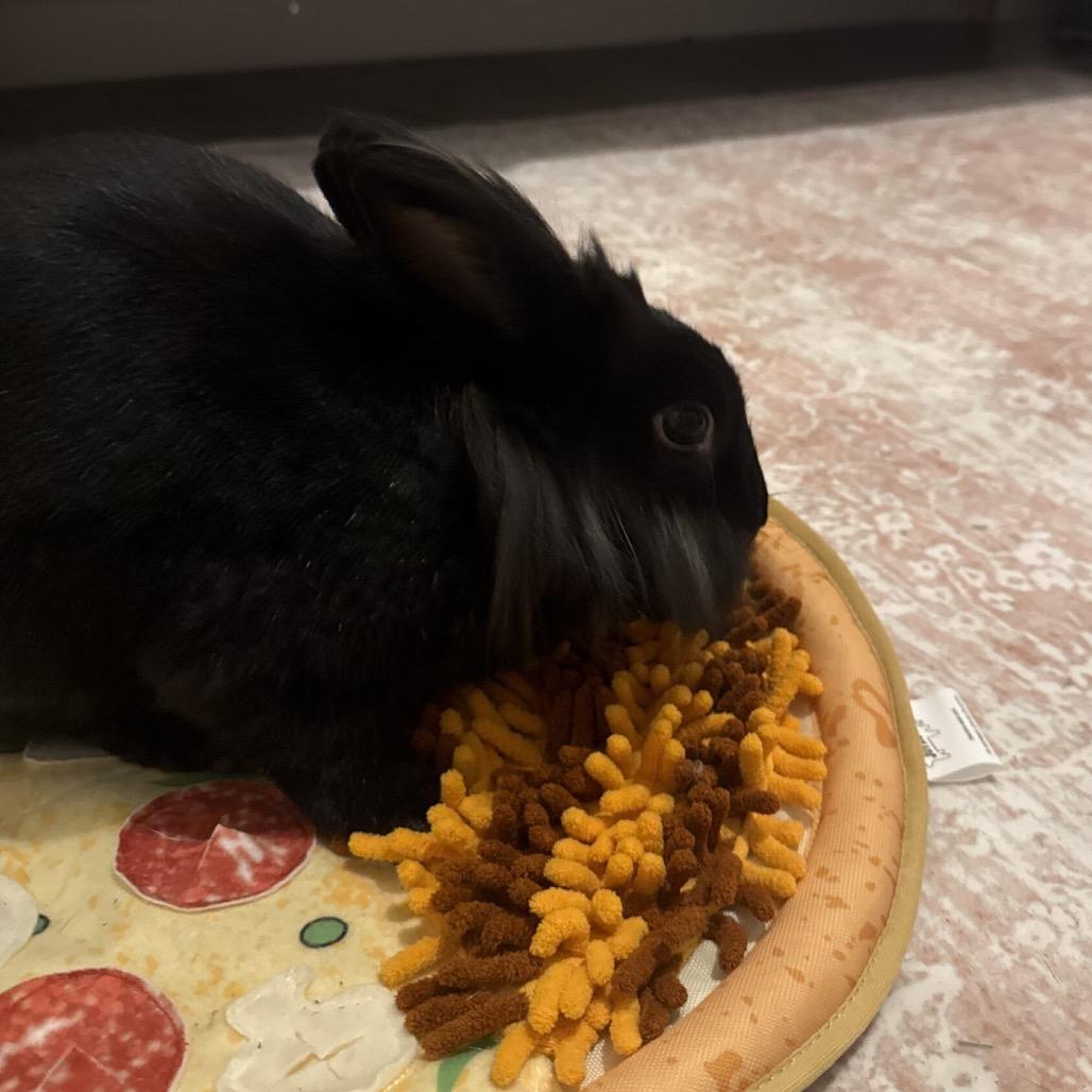 Enlarge Midnight, a Adoptable Lionhead in Miami, FL image 5/6