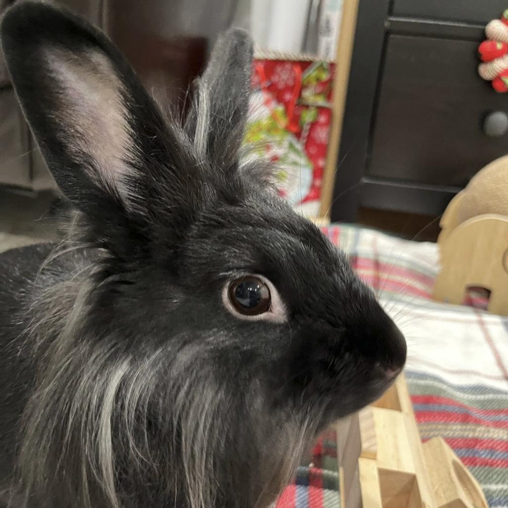 Enlarge Midnight, a Adoptable Lionhead in Miami, FL image 6/6