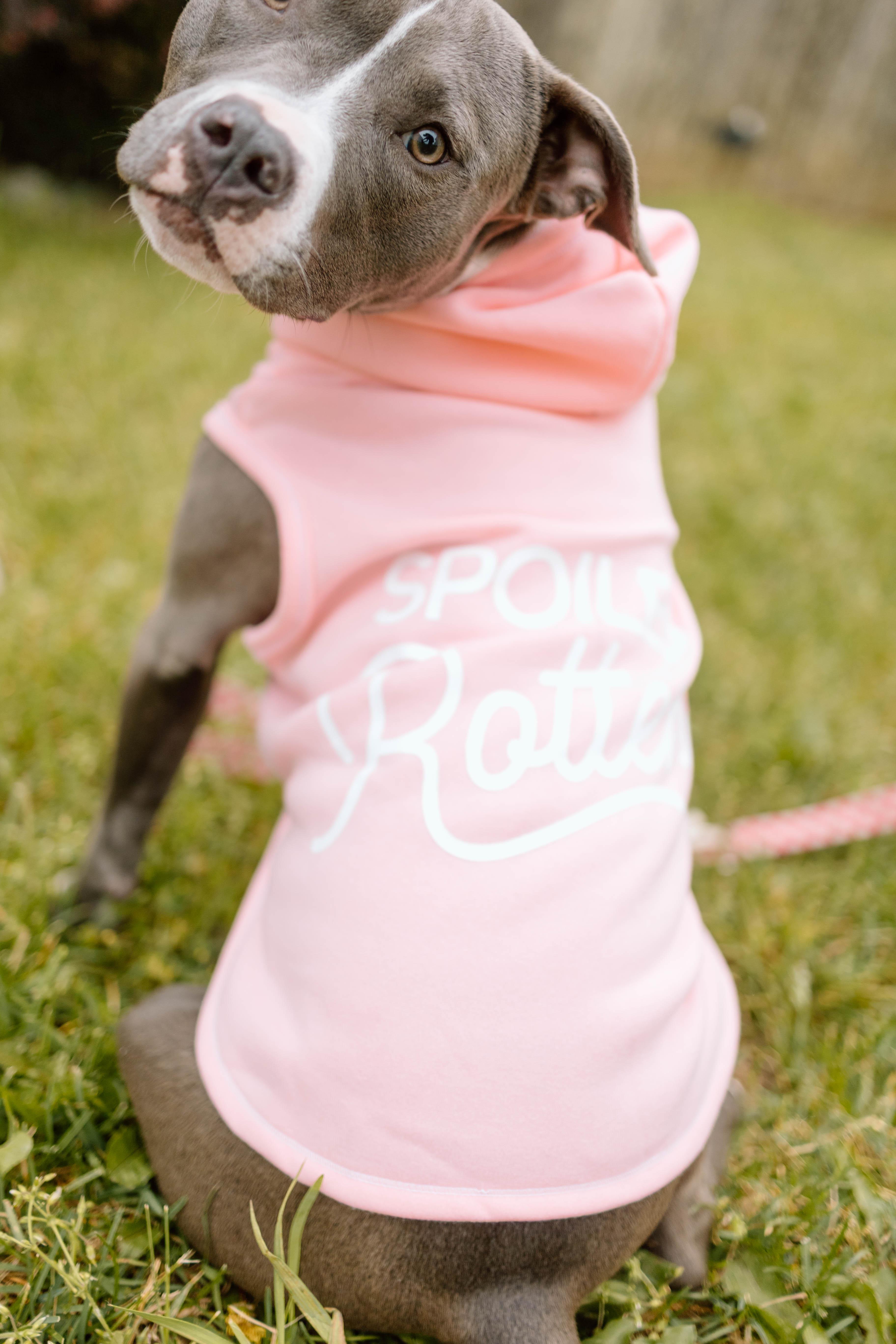 Sage, Adopted, Young Female Terrier.