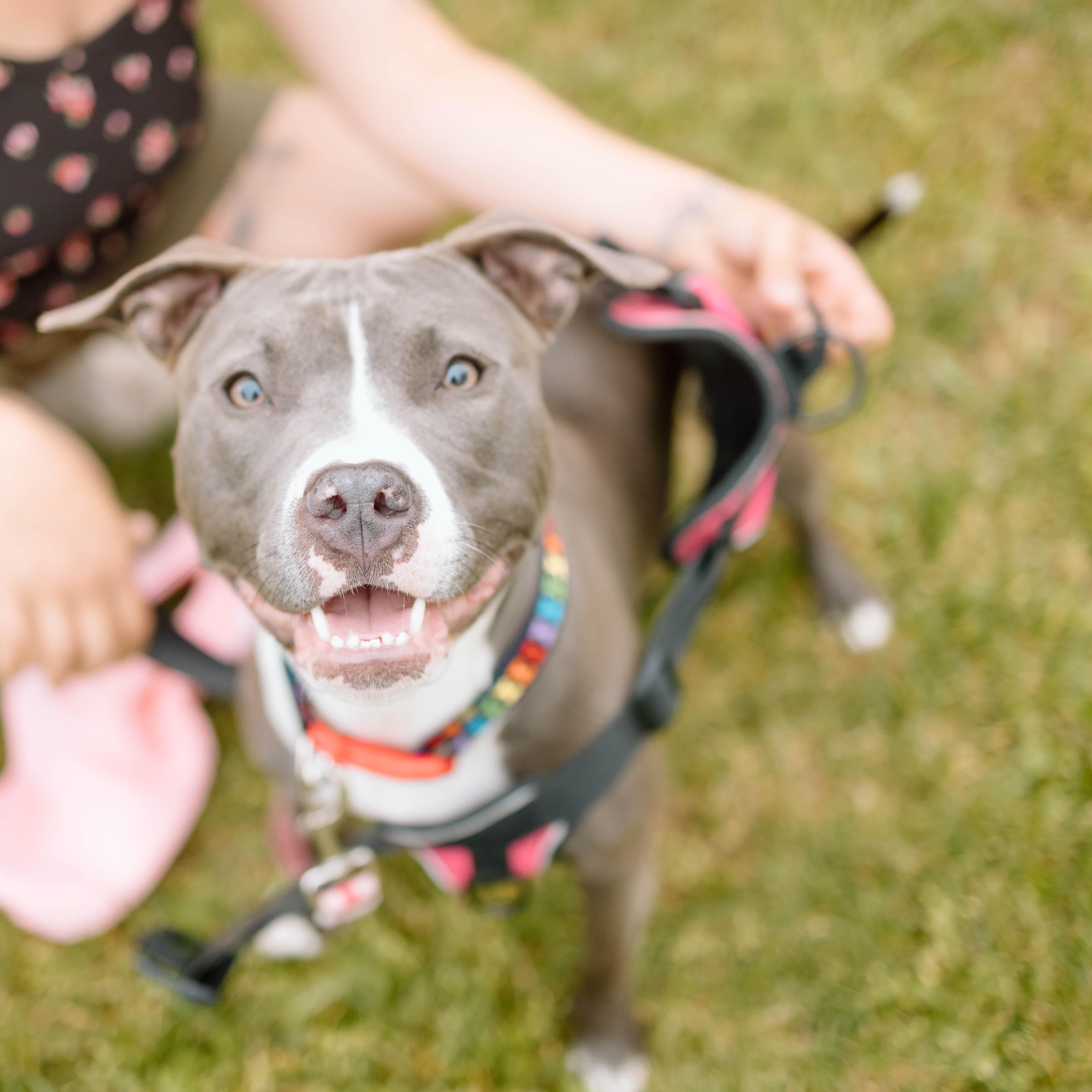 Enlarge Sage, a Adopted mixed breed in Reynoldsburg, OH image 3/6