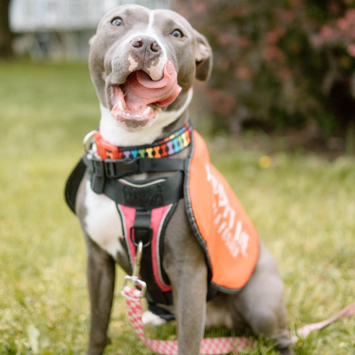 Enlarge Sage, a Adopted mixed breed in Reynoldsburg, OH image 4/6