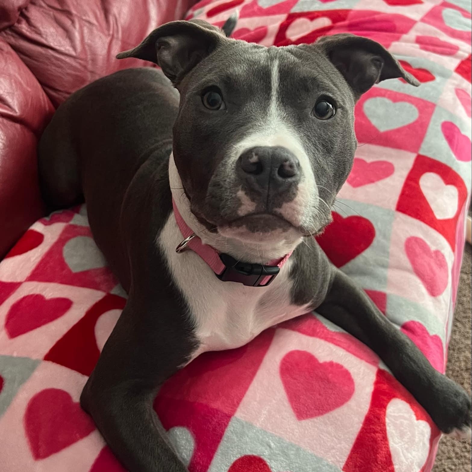 Enlarge Sage, a Adopted mixed breed in Reynoldsburg, OH image 2/6