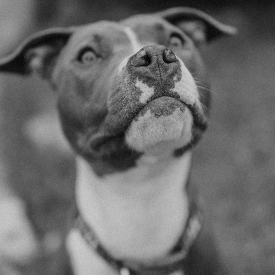 Enlarge Sage, a Adopted mixed breed in Reynoldsburg, OH image 5/6