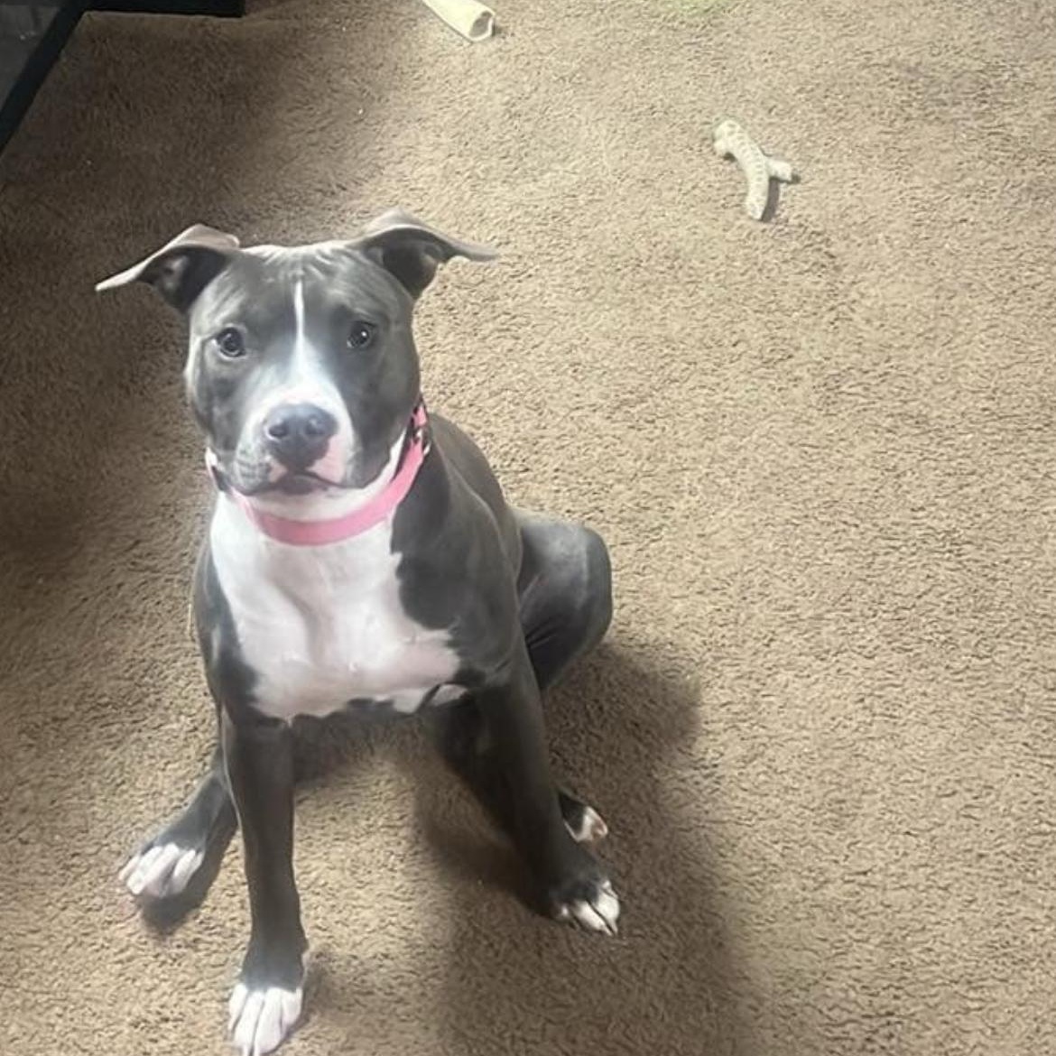 Enlarge Sage, a Adopted mixed breed in Reynoldsburg, OH image 6/6