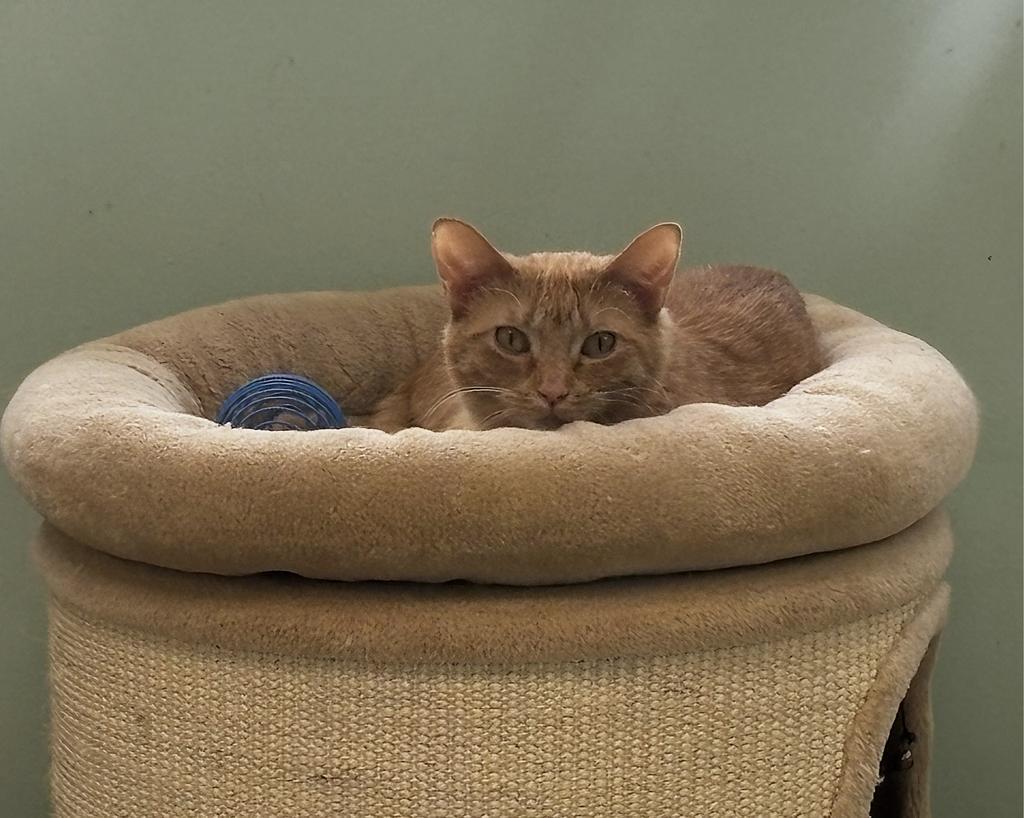 Enlarge Thursday, a Adoptable mixed breed in Saint Paul, MN image 2/6