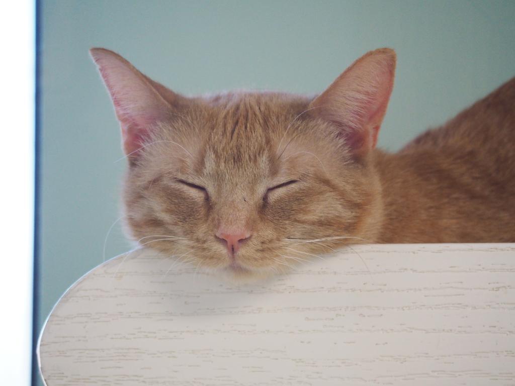 Enlarge Thursday, a Adoptable mixed breed in Saint Paul, MN image 3/6