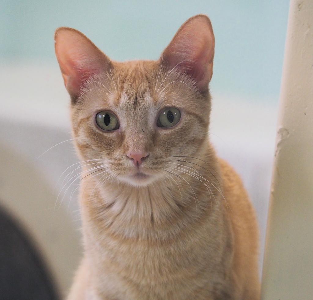 Enlarge Thursday, a Adoptable mixed breed in Saint Paul, MN image 5/6