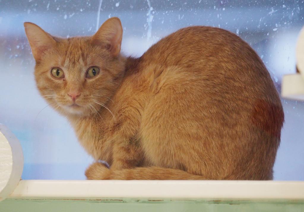 Enlarge Thursday, a Adoptable mixed breed in Saint Paul, MN image 6/6