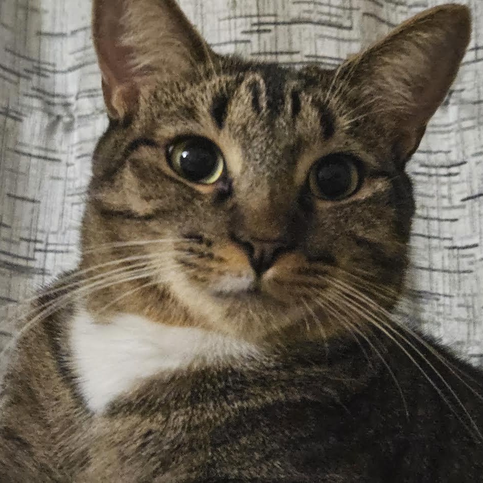 Enlarge Mia, a Adoptable Tabby image 5/5