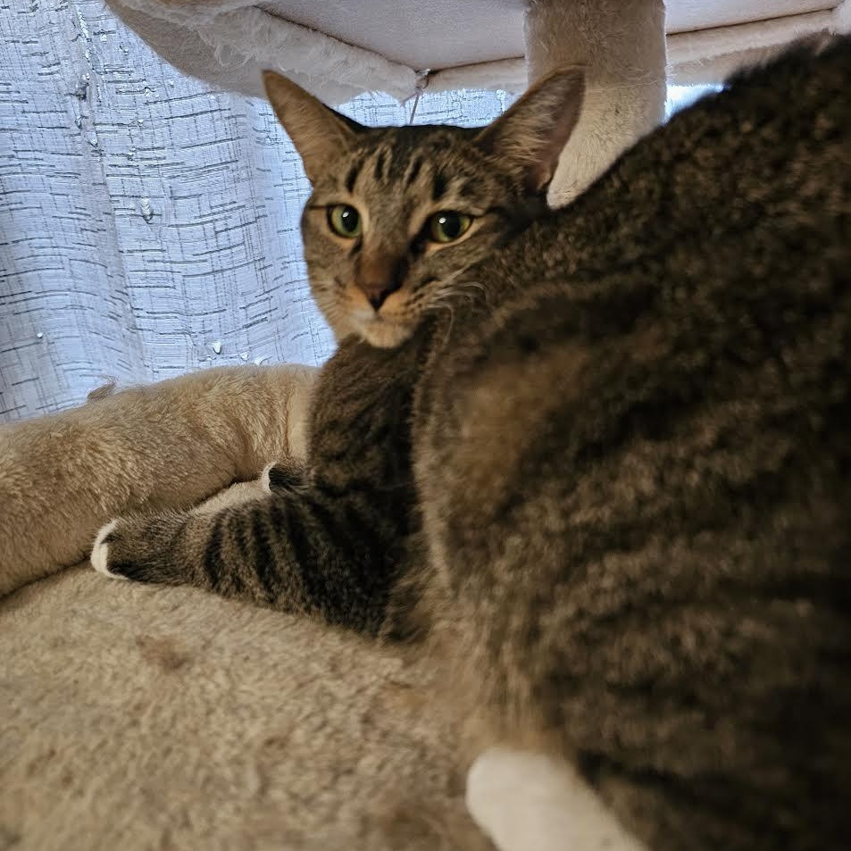 Enlarge Mia, a Adoptable Tabby image 3/5