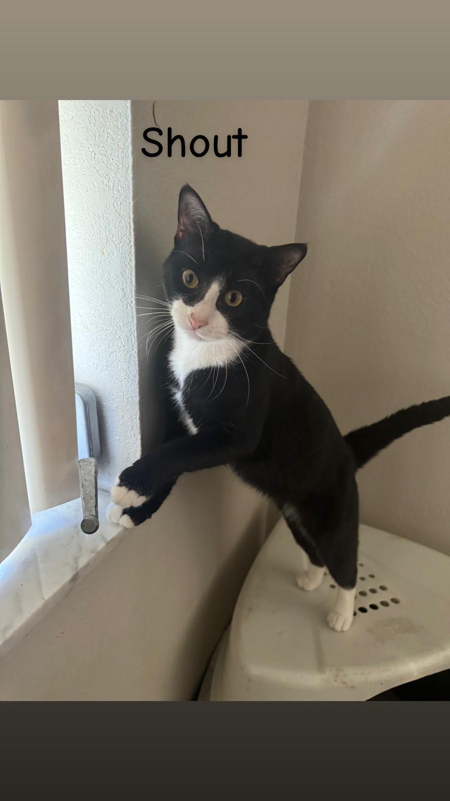 Shout — thumbnail 2