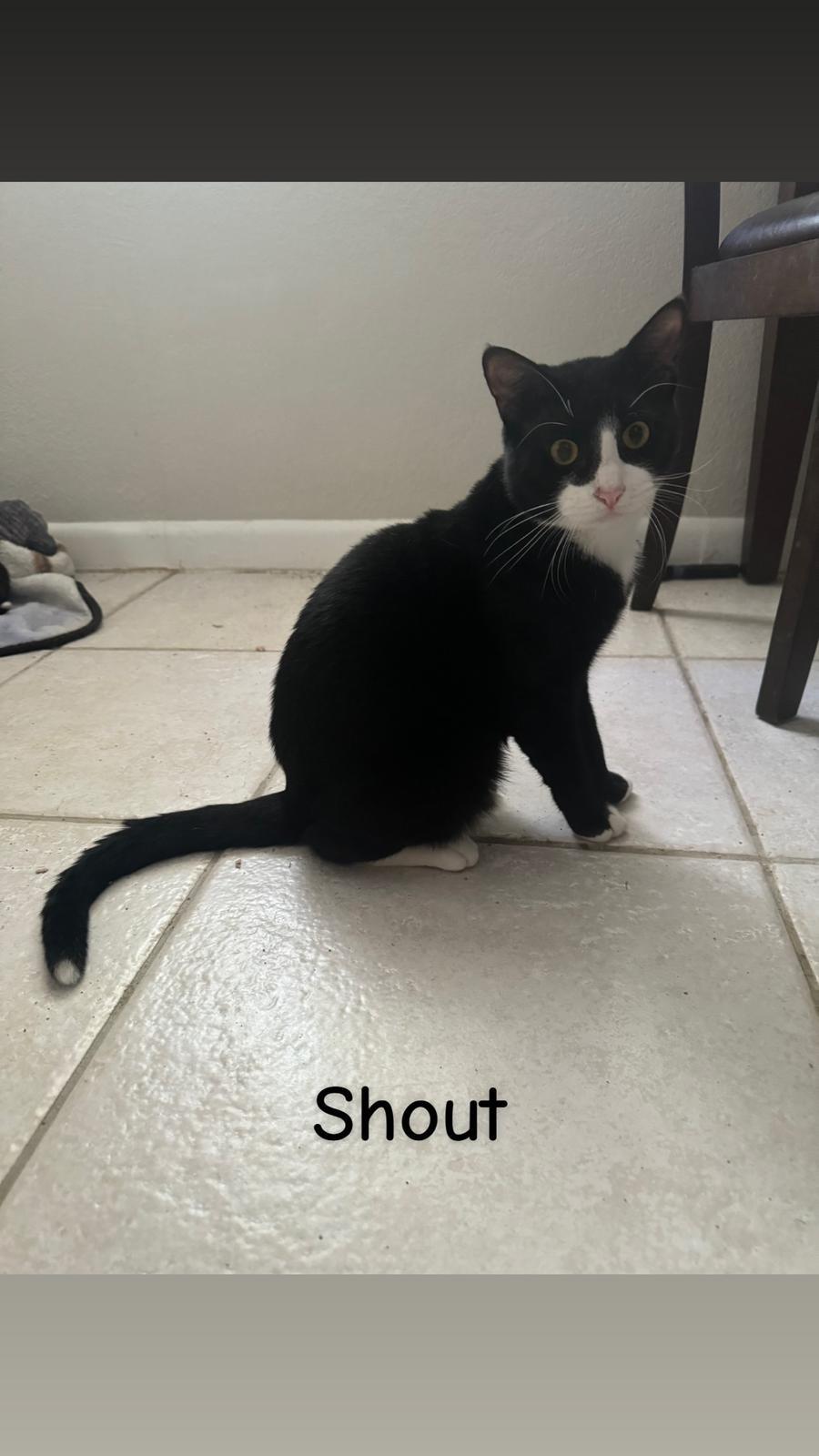 Shout — thumbnail 5