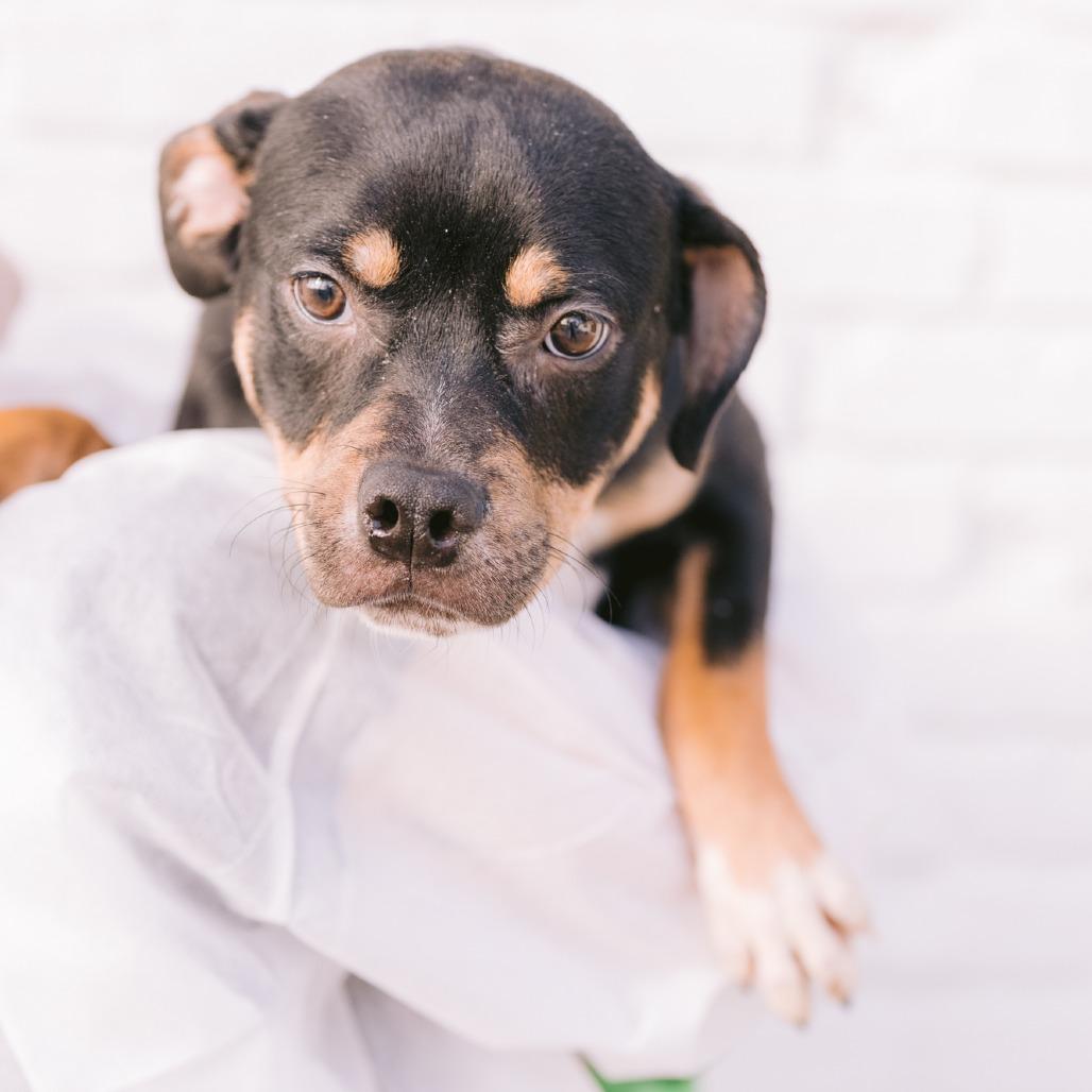 Enlarge Cosmo, a Adoptable mixed breed in Zionsville, IN image 1/1