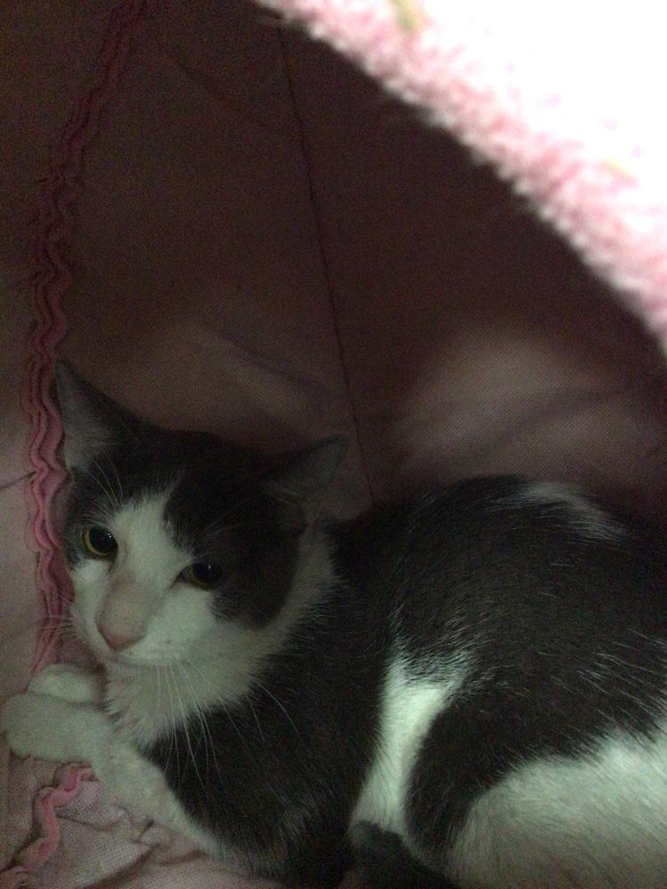 Joseph, Adoptable, Young Male Domestic Short Hair.