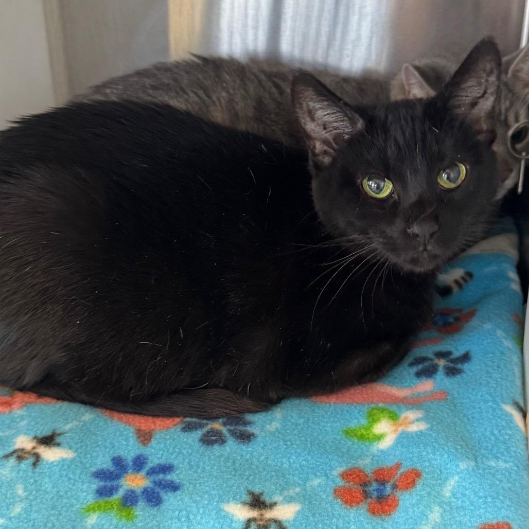 Enlarge Nana, a Adoptable Domestic Short Hair in Waukesha, WI image 1/2