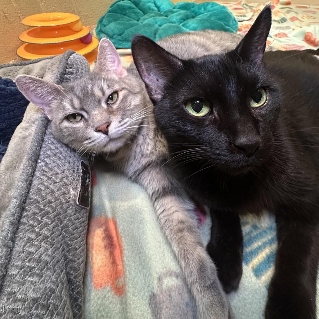 Enlarge Nana, a Adoptable Domestic Short Hair in Waukesha, WI image 2/2