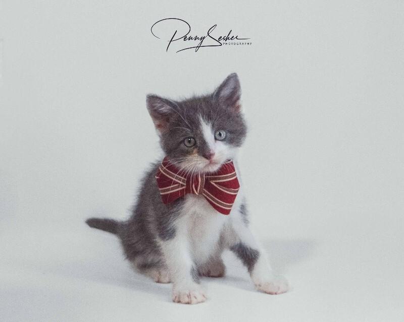 Beignet, Adoptable, Kitten Male Domestic Short Hair.