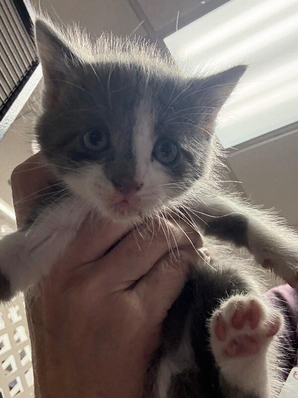 Enlarge Beignet, a Adoptable Domestic Short Hair in Belton, MO image 2/2