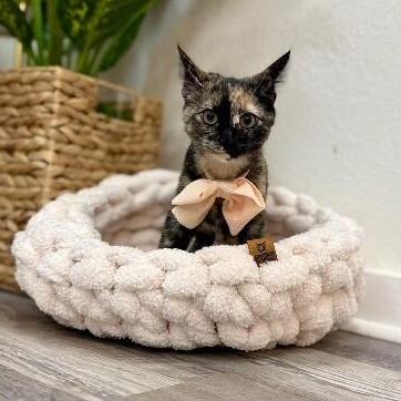 Espeon Pokemon — thumbnail 3