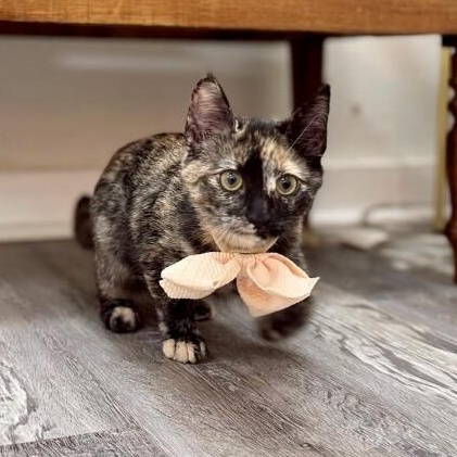 Espeon Pokemon — thumbnail 5